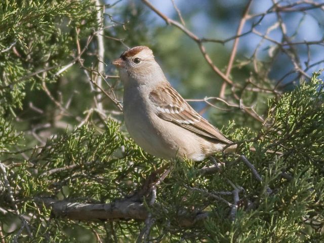 White-crowned Sparrows